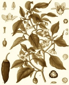 Capsicum annuum from Kohler's Medicinal Plants